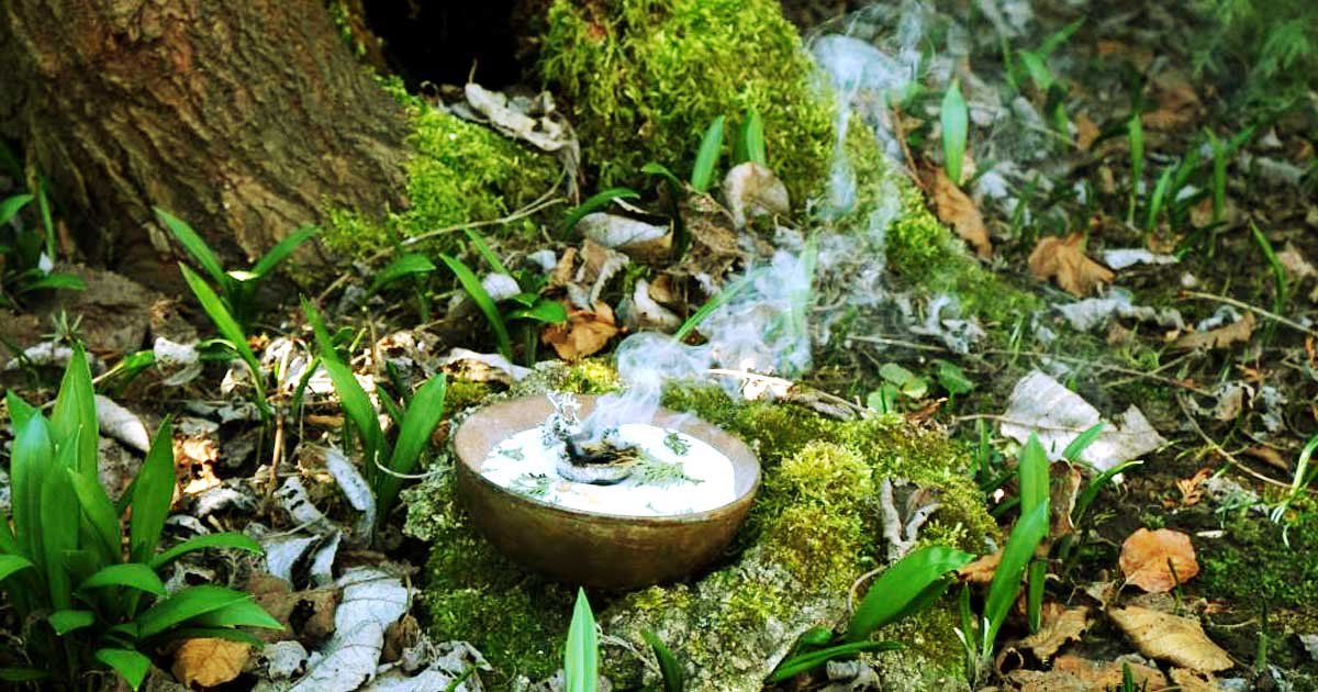 Uma tigela com ervas no meio da mata representa as medicinas da floresta e a cultura indígena, como ayahuasca, rapé, jurema, sananga e kambô.