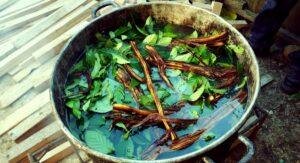 O chá da ayahuasca é feito do cozimento do cipó Banisteriopsis caapi (jagube ou mariri) a das folhas Psychotria viridis (chacrona).