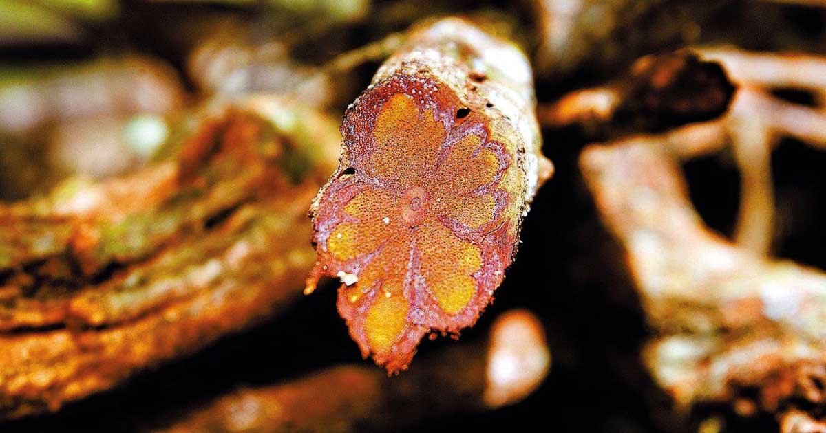 Foto: A Ayahuasca tem sido uma aliada poderosa no combate e tratamento da dependência química.