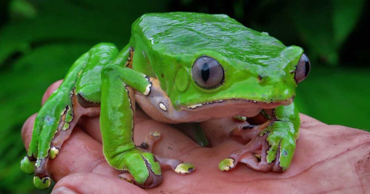 Foto Phyllomedusa Bicolor. O kambô é completamente diferente da ayahuasca. É uma medicina de purga, de fogo e de reequilíbrio físico.