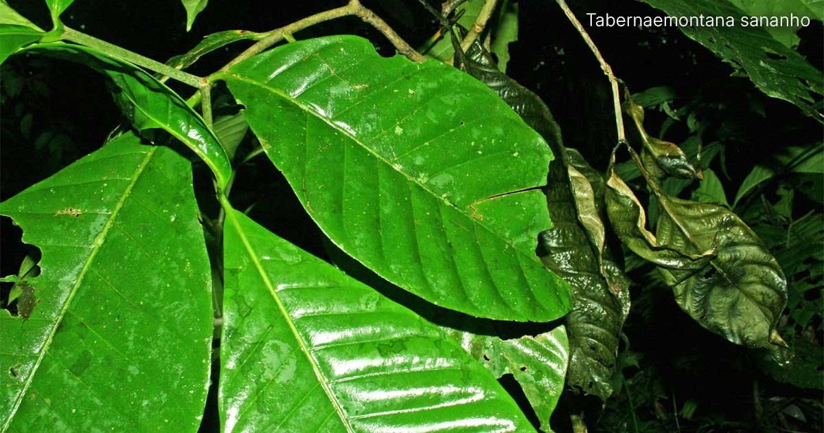 Foto Tabernaemontana sananho. A Sananga e o Rapé compõem a diversidade de medicinas da floresta.