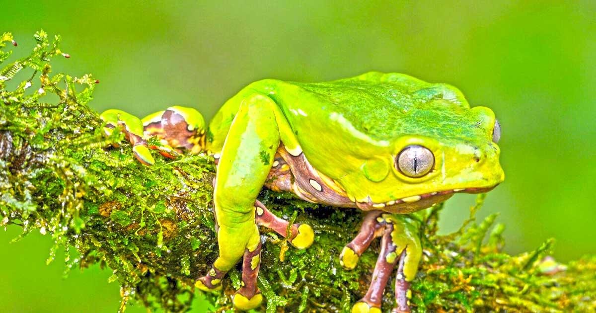 Foto sapo da amazônia. Medicinas da Floresta: O Que São e o Impacto no Mundo Atual?