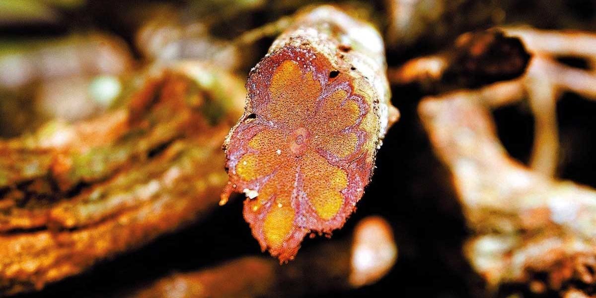 Foto: A Ayahuasca tem sido uma aliada poderosa no combate e tratamento da dependência química.