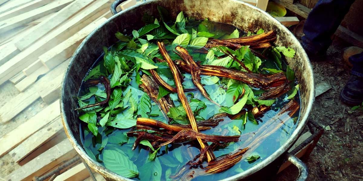 O chá da ayahuasca é feito do cozimento do cipó Banisteriopsis caapi (jagube ou mariri) a das folhas Psychotria viridis (chacrona).