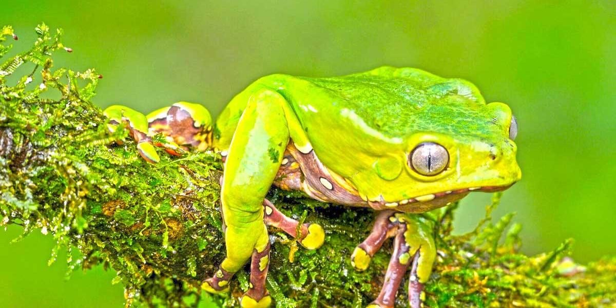 Foto sapo da amazônia. Medicinas da Floresta: O Que São e o Impacto no Mundo Atual?
