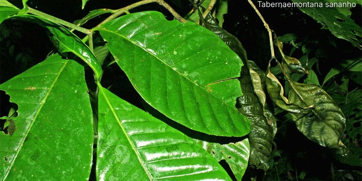 Foto Tabernaemontana sananho. A Sananga e o Rapé compõem a diversidade de medicinas da floresta.